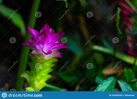 Closeup Of A Purple Native Turmeric Flower Stock Photo Image Of