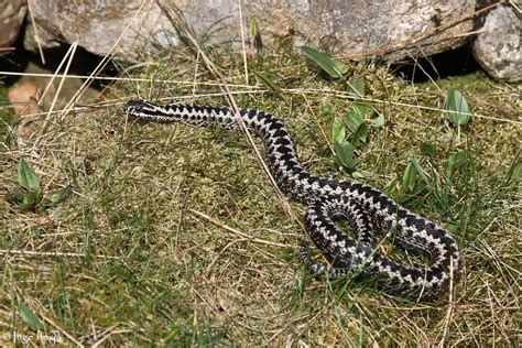 Cross validation classes in hoggorm.cross_val module. NaturFotoz: Hoggorm - Vipera berus, adult hann. Lindesnes ...