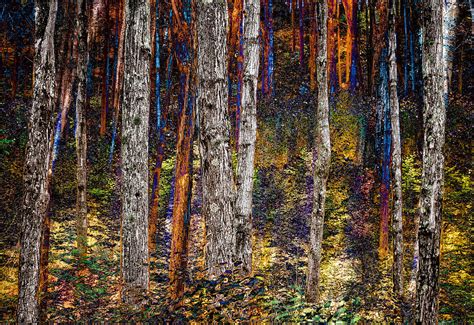 Enchanted Woodland Photograph By Fred Leblanc Fine Art America