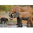 Elephants Are Mysteriously Dying In Botswana  Yale E360