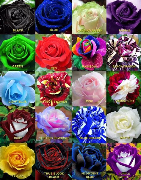100 Sementes De Rosas Exóticas 20 Cores Diferente5 De Cada R 5000