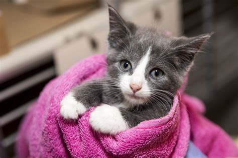 In addition to the teddy kittens youtube channel, which has over 1 million subscribers and regularly posts cuddly content featuring garfield, caramel, bianca, and many other beautiful kittens both. How the ASPCA saves and protects during kitten season ...