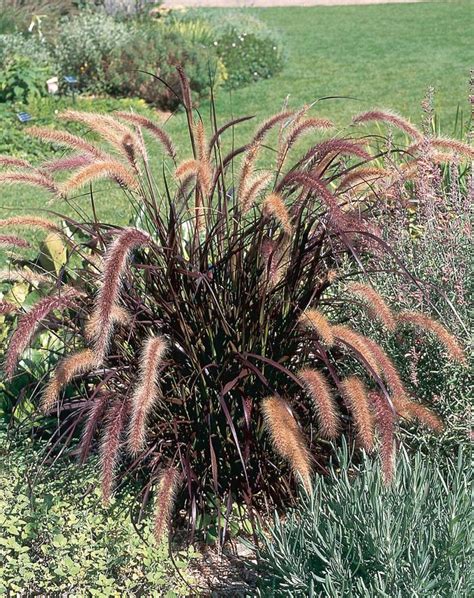 Pennisetum Setaceum Rubrum Purple Fountain Grass Bloomfield Garden