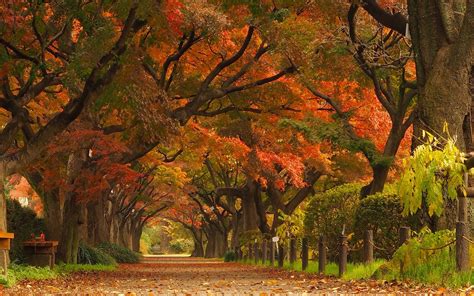 Nature Landscape Maple Leaves Trees Park Road Street Japan