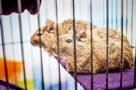 Degu Cage Guide: Everything You Need to Know About Degu Cages