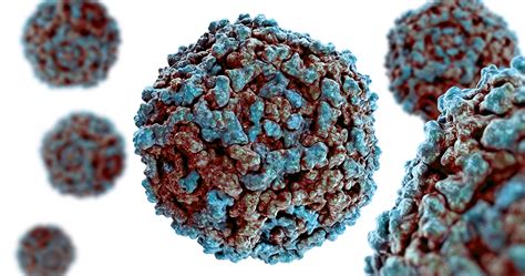 Parvovirus B19 Infektion Und Autoimmunerkrankungen Wie Rheuma