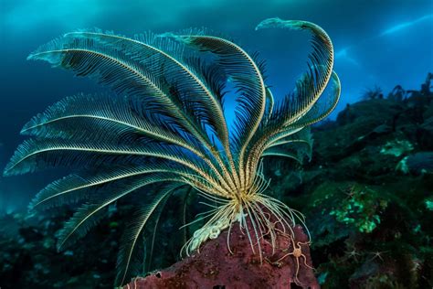 Picture Of An Underwater Plant With Many Long Bristly Arms Underwater