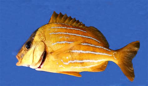 Panamic Porkfish Mexico Fish Birds Crabs Marine Life Shells And