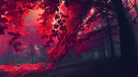 Nature Red Leaves Mist Red Wallpapers Hd Desktop And