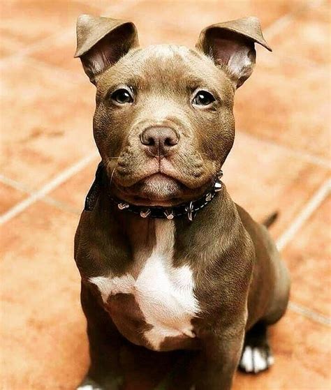 All About Animal Wildlife American Pitbull Cute Puppies