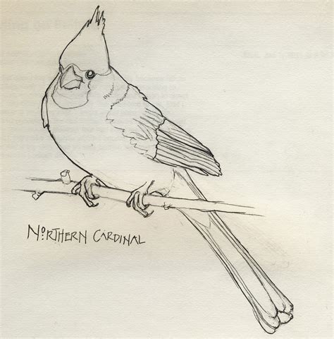 Northern Cardinal Drawing At Getdrawings Free Download