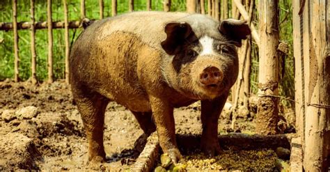 Discover The 10 Largest Pigs In The World A Z Animals