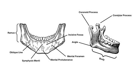 The Mandible Anatomy Foramina Muscle Attachments Ossification