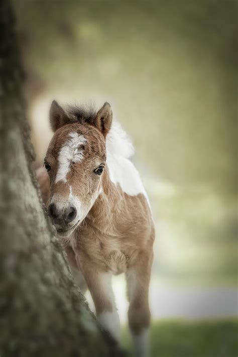 Baby Miniature Horse Paint Colt Photograph By Maresa Pryor Fine Art