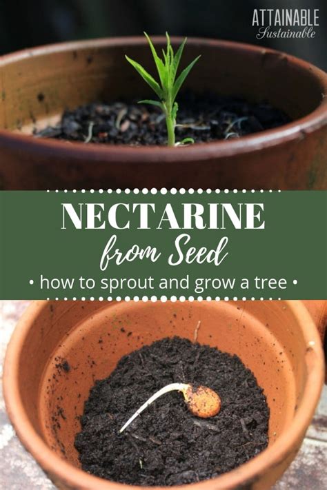 How To Grow A Nectarine Seed Plant Info