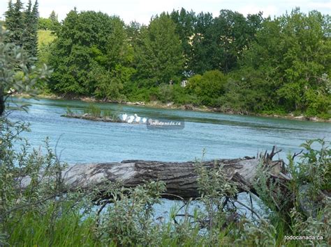 Inglewood Bird Sanctuary Calgary Alberta Canada A Trip Guide