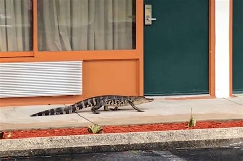 Alligator Casually Strolls Into Hotel And Tries To Get A Room Metro News