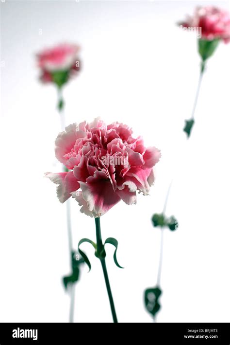 Three Pink Carnation Flowers Hi Res Stock Photography And Images Alamy