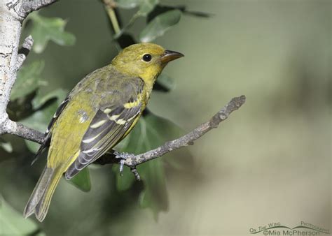 Young Western Tanager In The Wasatch Mountains On The Wing Photography