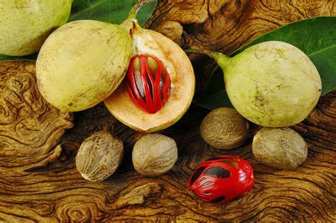 Another Gem Of West Papua Nutmeg Its Cultivation