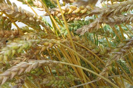 Six classes and several hundred varieties of wheat make possible the hundreds of wheat foods made worldwide. How To Grow Wheat At Home