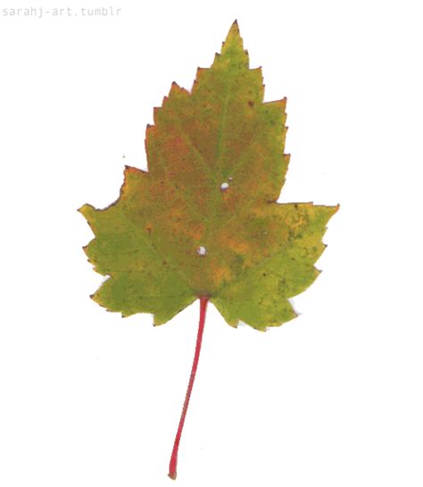To created add 11 pieces, transparent falling leaves transparent images of your project files with the background cleaned. Transparent GIF Sticker - Find & Share on GIPHY