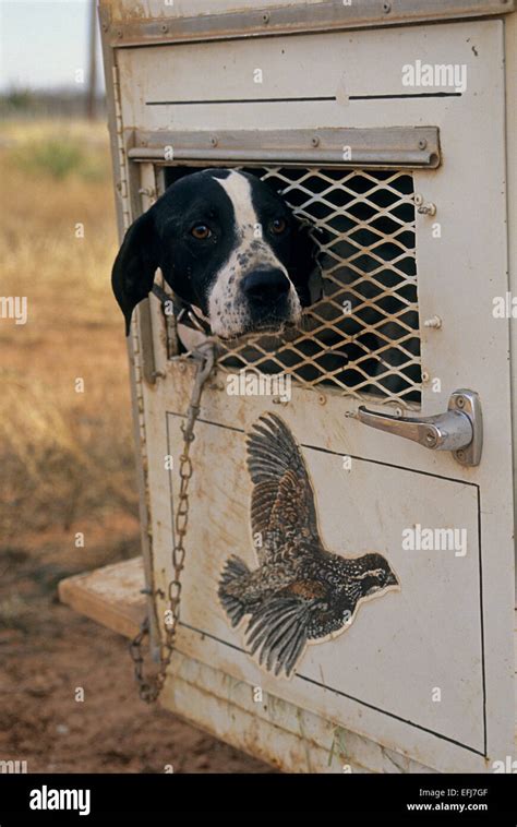 An English Pointer Pokes His Head Through The Wire Of His Dog Trailer