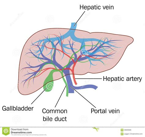 The Blood Vessel That Carries Blood From Gut To The Liver The