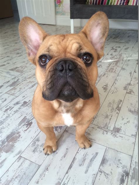 This page lists the current available french bulldog puppies. Red Fawn French Bulldog for Sale | Liverpool, Merseyside ...