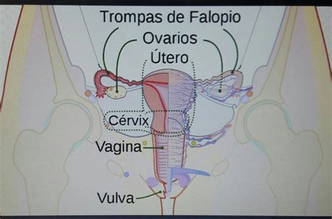 Conozca Los órganos Del Aparato Reproductor Femenino Actualidad Ojo