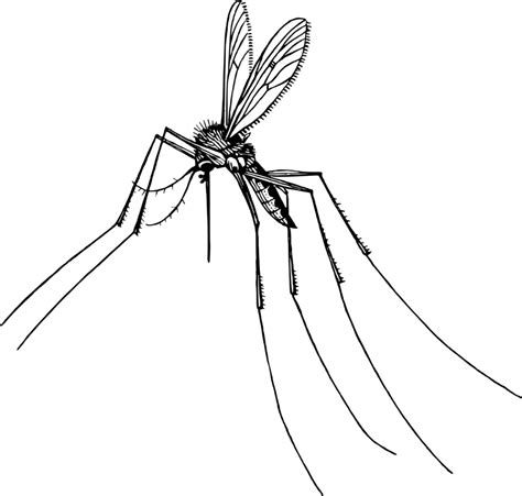 Mosquitoes Attack On Wisconsin Clip Art Black And White Mosquito