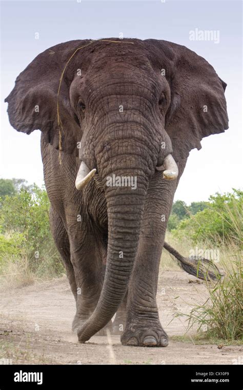 Bull African Elephant Loxodonta Africana Mock Charging Queen Elizabeth National Park Uganda