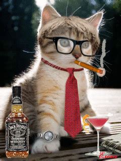 Geburtstagsgrußkarte im namen ihrer familie. Lustige Cat | Gif bilder | Pinterest | Lustiges ...