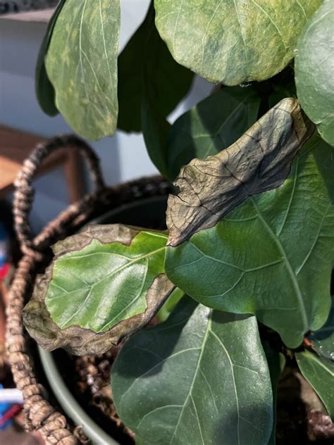 Why Are The Edges Of My Fiddle Leaf Fig Turning Brown Keep Your