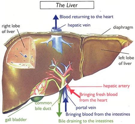 Most of the liver's mass is located on the right side of the body where it descends. Liver Disease in Llamas & Alpacas