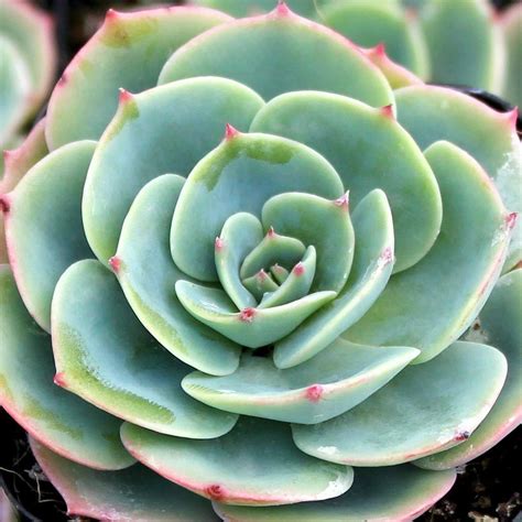 These Blue Rose Succulent Seeds Are The Perfect Kris Kringle T