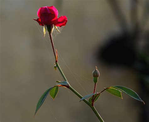 3840x2160 Resolution Shallow Focus Of Red Rose Hd Wallpaper