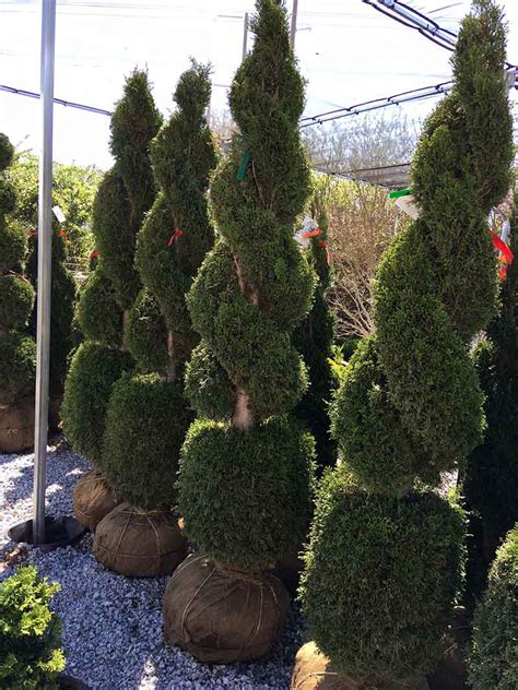 Post your items for free. Live Double Spiral Thuja with Ball Live Topiary 6 - 7 Foot ...