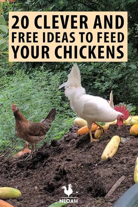 Food For Chickens Chickens Backyard Breeds Homestead Chickens Urban