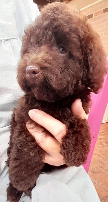 Purebred Toy Poodles Varies Colours Dogs For Sale And Free To A Good