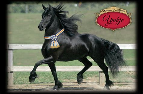 Home Friesians Of Majesty Friesian Stallions And Horses For Sale