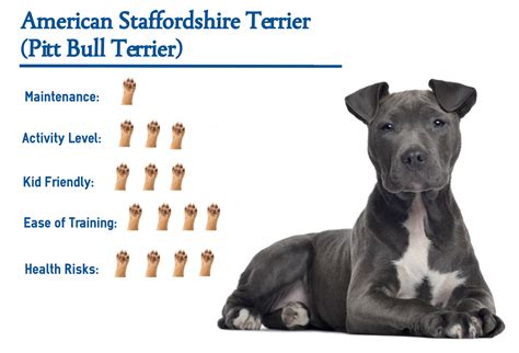 The muzzle is medium in length and rounded on the upper. American Staffordshire Terrier (Pit Bull Terrier)… Your ...