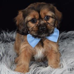 The cavalier king charles spaniel originated in the united kingdom. Cavalier mix puppies for sale in PA | Ridgewood puppies