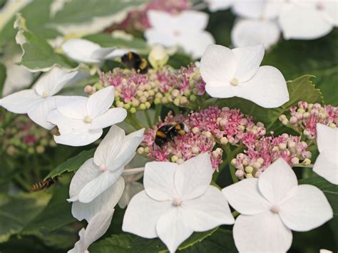 Tellerhortensie Teller White Libelle Hydrangea Macrophylla