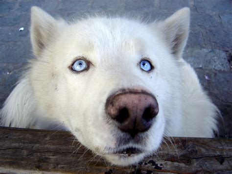 My biggest job was keeping him safe from himself. Wolf Dog | This dog took me by suprise as I was waiting ...