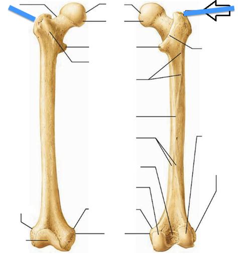 The upper end contains the head, neck, and lesser and greater trochanter. Femur at Wellesley College - StudyBlue