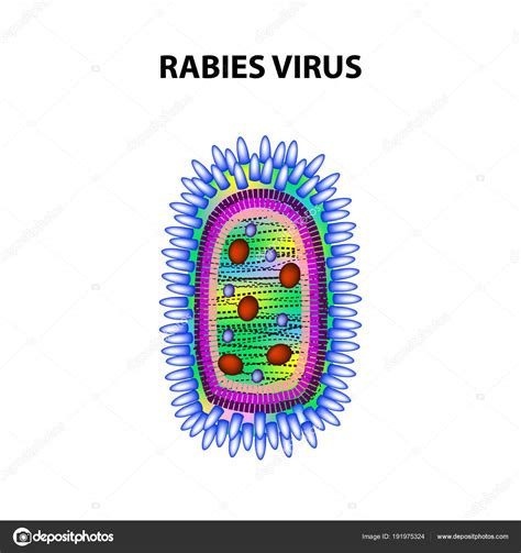 Rabies Virus Infographics Vector Illustration On Isolated Background Stock Vector Image By