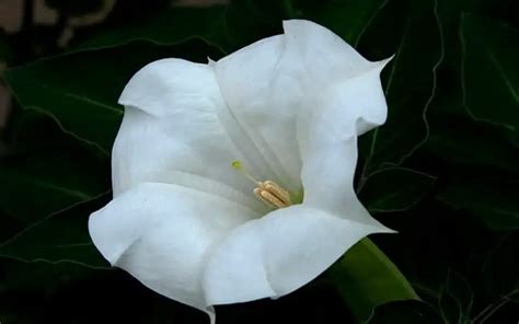 Moonflower Symbolism And Meaning Healing Meaning Symbolism