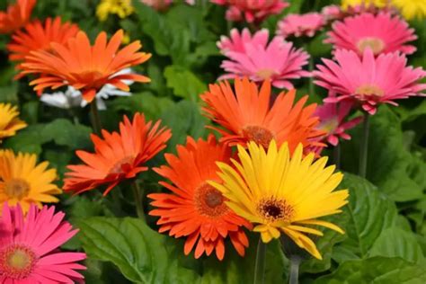 Gerbera Plantare și îngrijire Cum Să Te Bucuri De Aceste Flori Mult