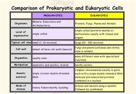 Prokaryotic Cell Structure Vs Eukaryotic Cell Structure